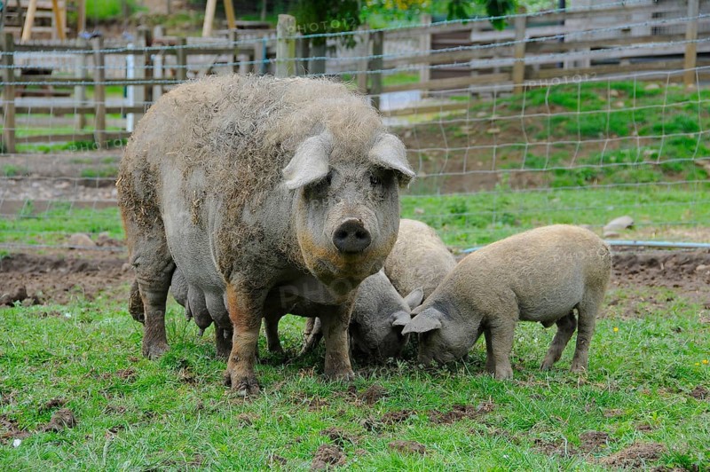 Domestic pig
