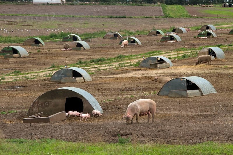 Free-range pigs Sows with piglets and bows