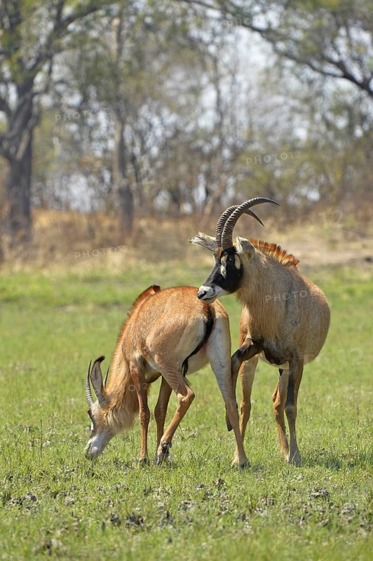 Roan Antelope