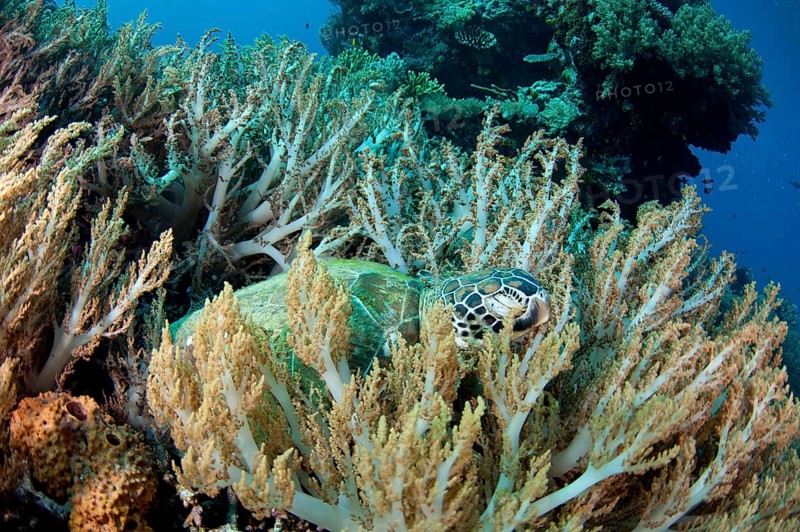 Green Turtle
