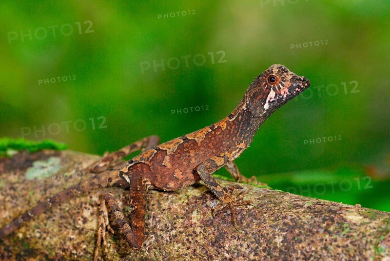 Brown-patched Kangaroo Lizard