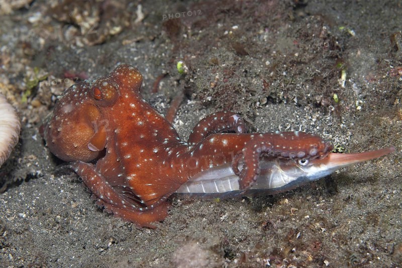 Adult starry night octopus