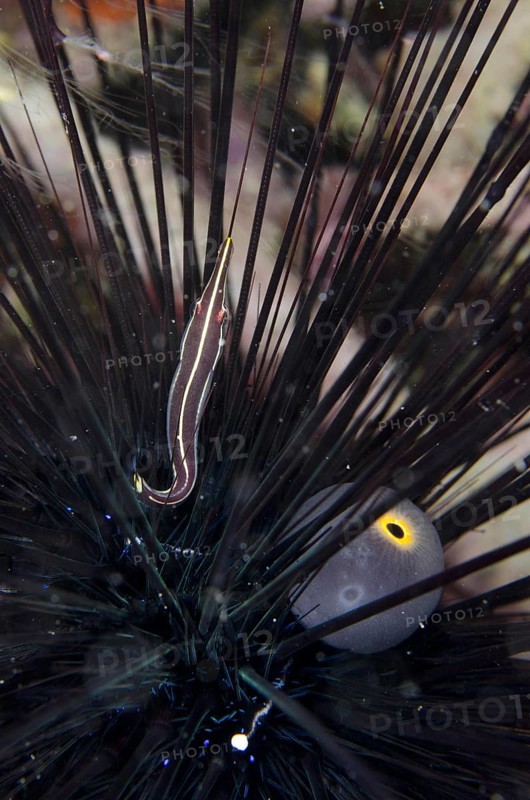 Urchin Clingfish