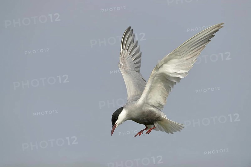 Whiskered Tern