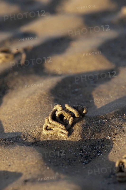 Lugworm