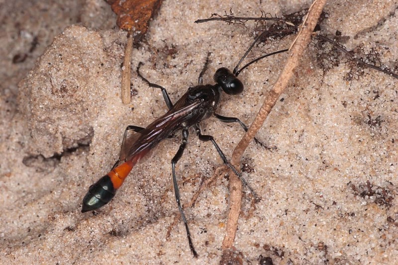 Common Sand Wasp