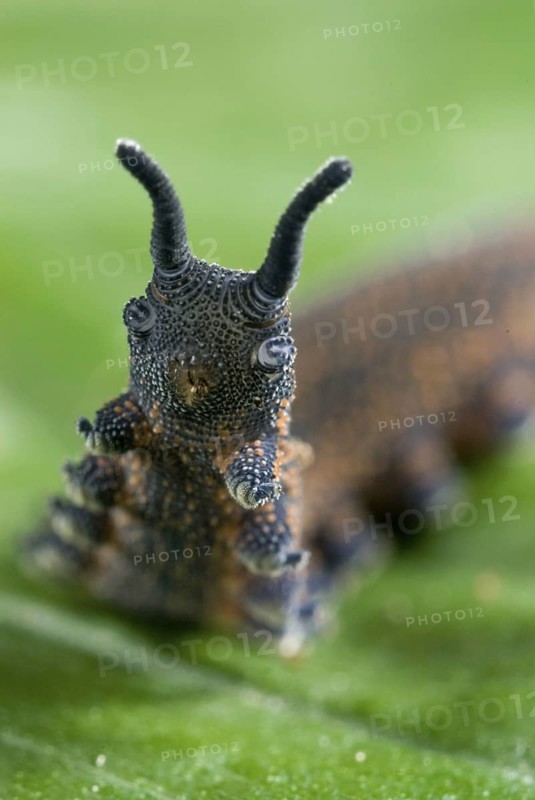 New Zealand velvet worm