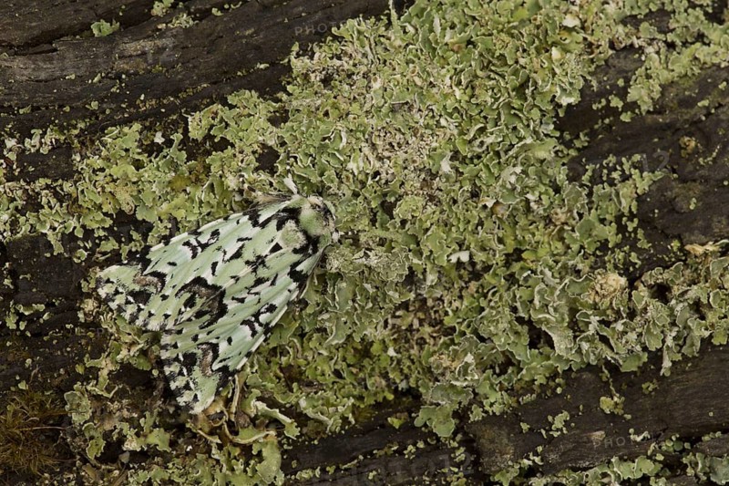 Scarce Merveille du Jour