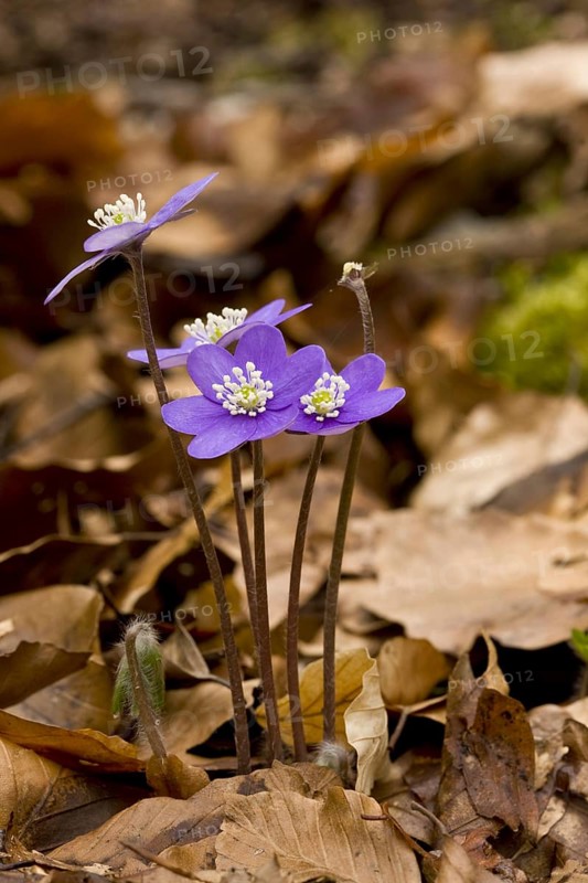 Flowering common hepatica