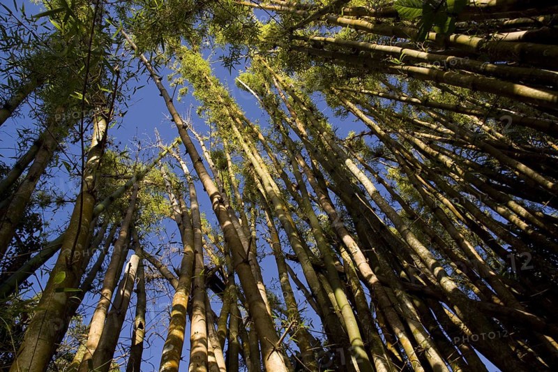 Bamboo Forest Madagascar near Palmarium