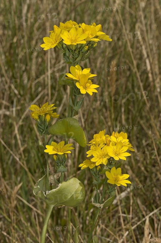 Yellow-wort