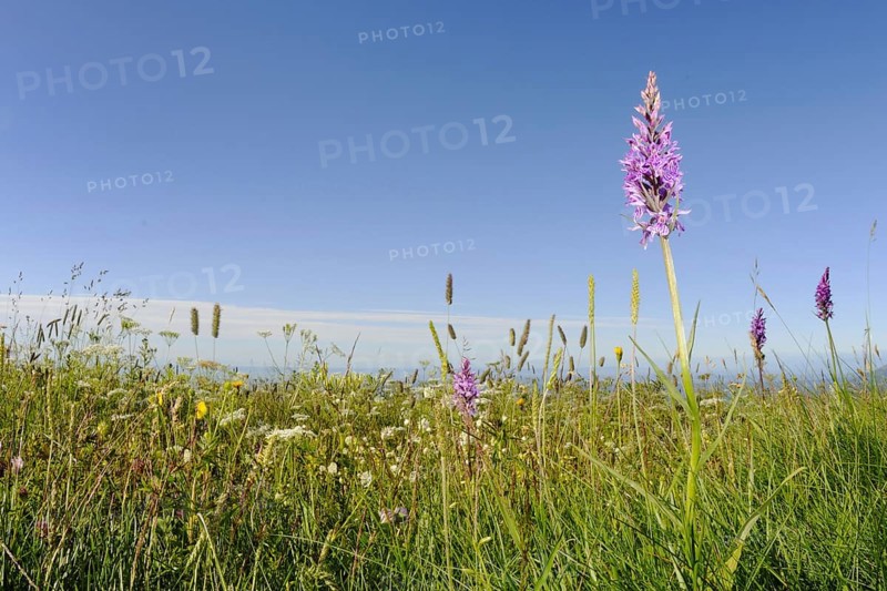 Heath Spotted Orchid
