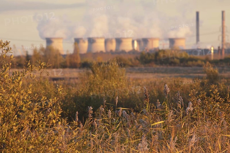 Common Reed