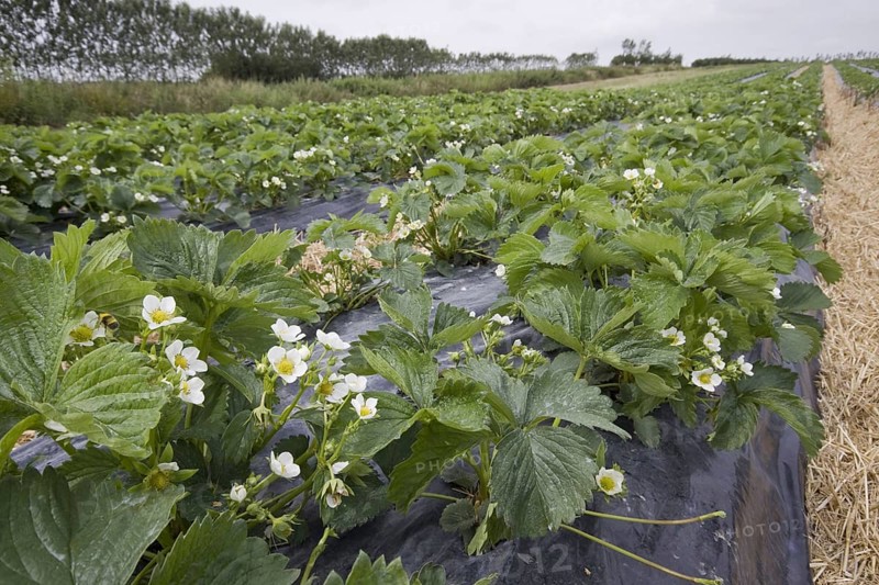 Elsanta strawberry plants