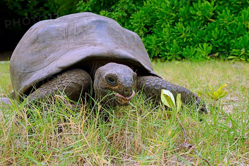 Aldabra giant tortoises
