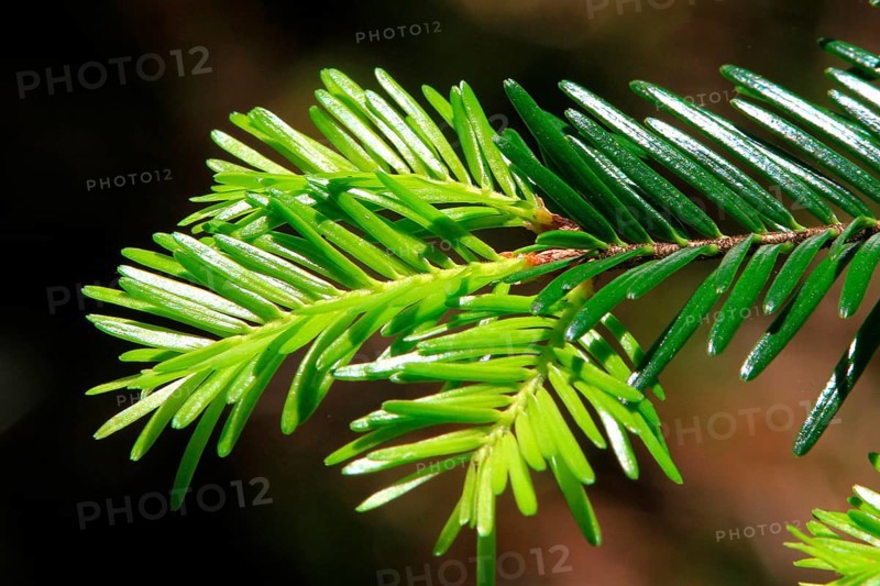 Silver fir