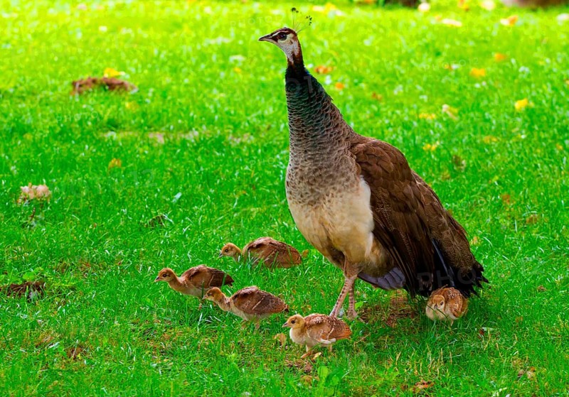 (Pavo cristatus), female with chicks
