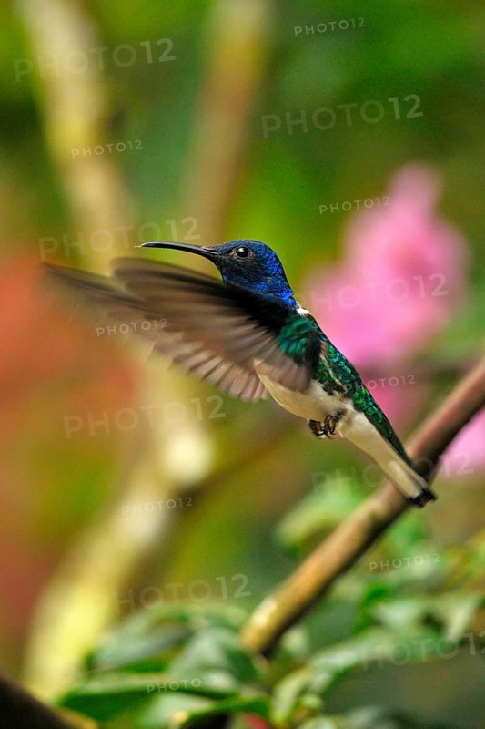 Jacobin Hummingbird
