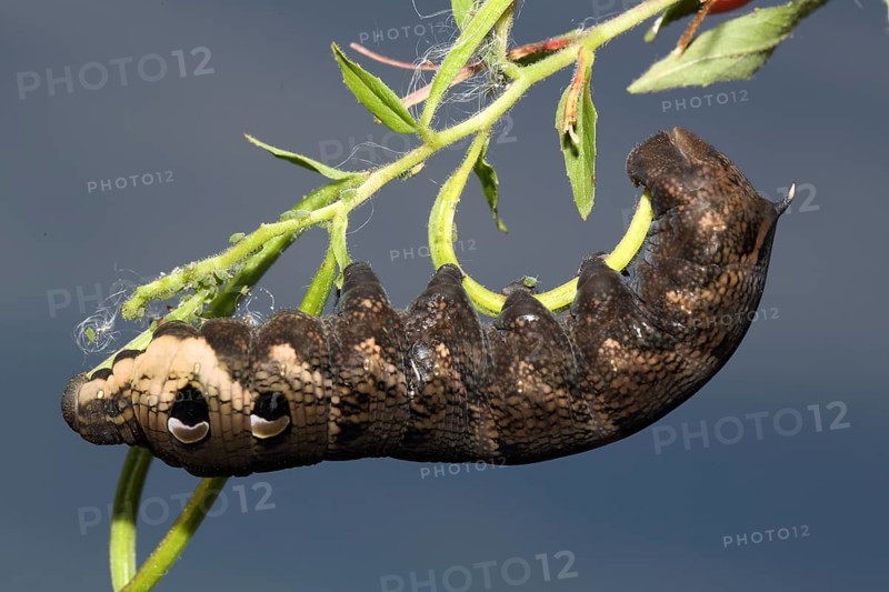 Elephant hawk-moth