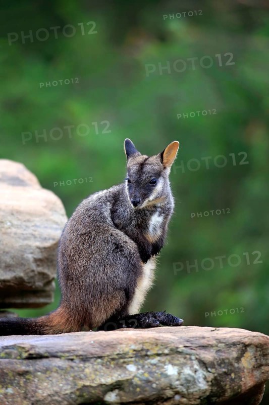 Brush-tailed rock-wallaby