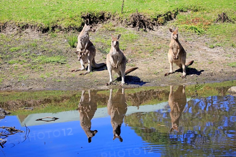 Eastern grey kangaroo