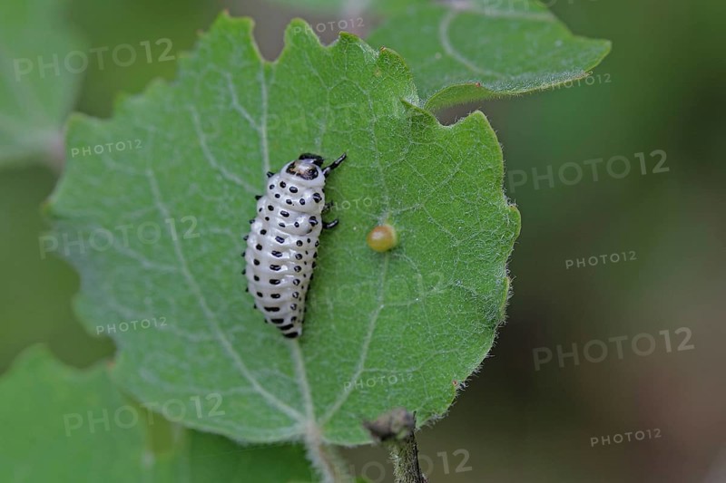Poplar leaf beetle