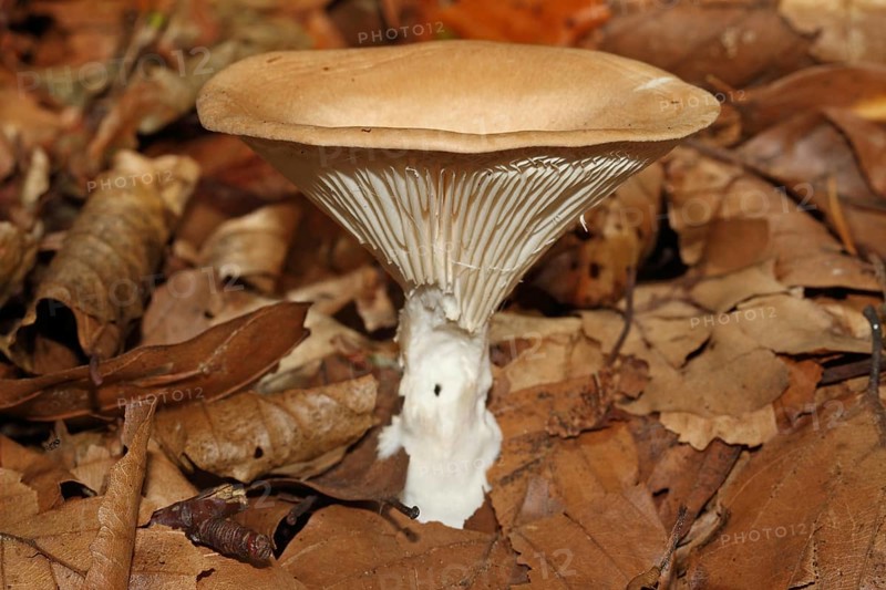 Ochre-brown funnel mushroom