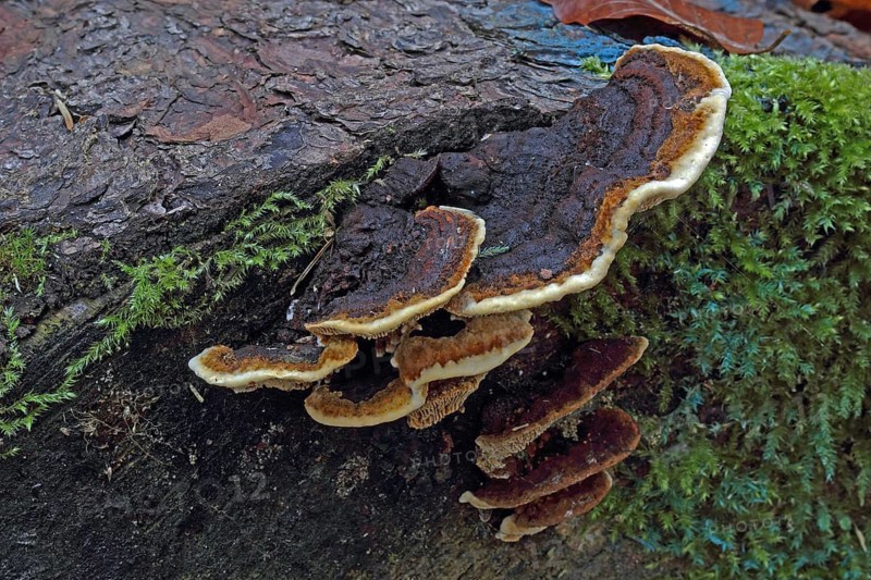 Rusty gill polypus