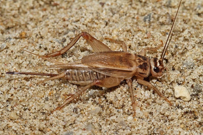 Cricket