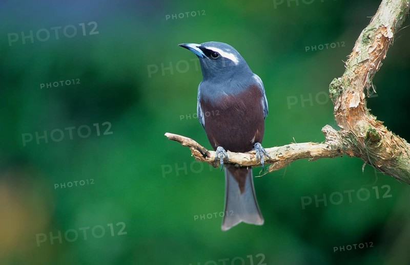 White-browed woodswallow