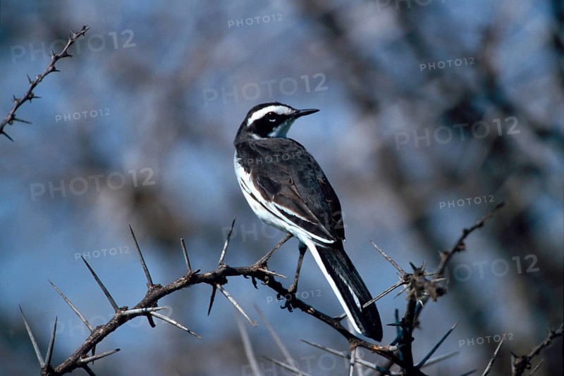 Widow Wagtail