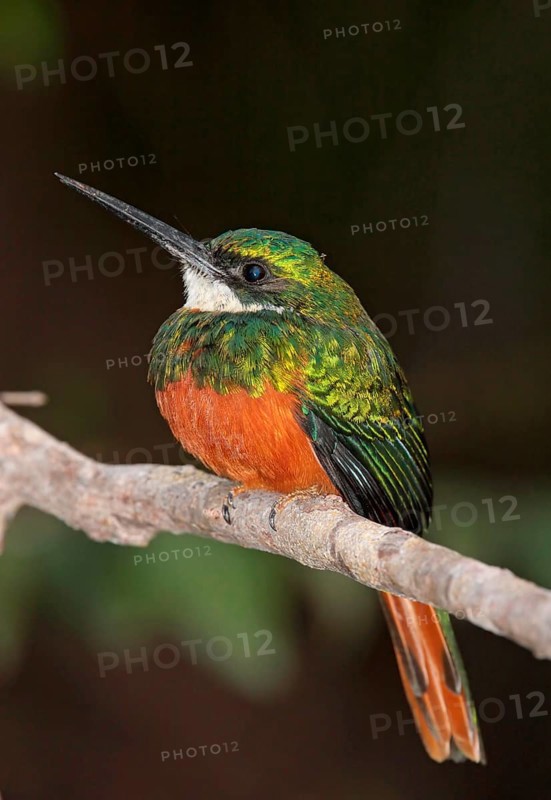 Rufous-tailed Jacamar
