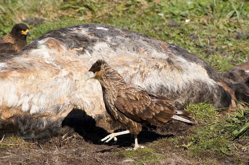Crested Caracara