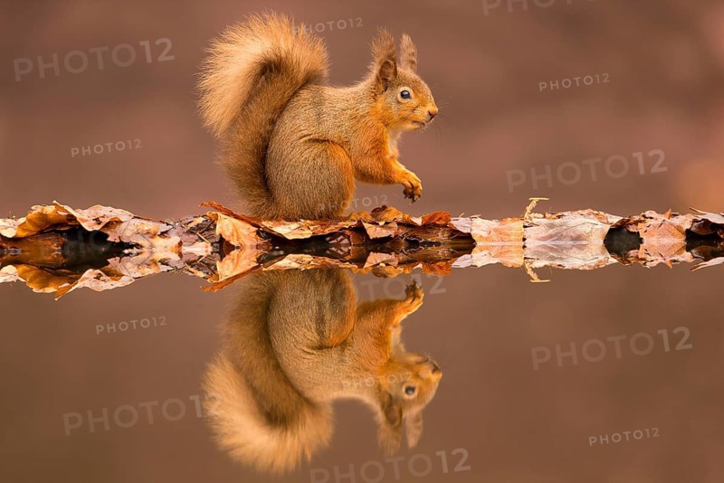Eurasian red squirrel