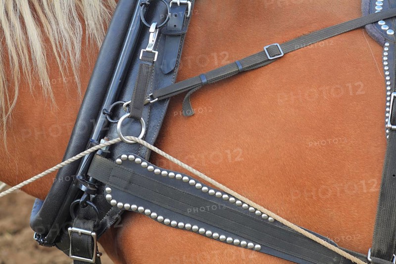 Suffolk Punch