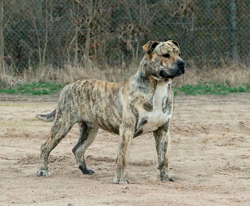 Domestic Dog