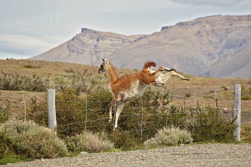 Guanaco
