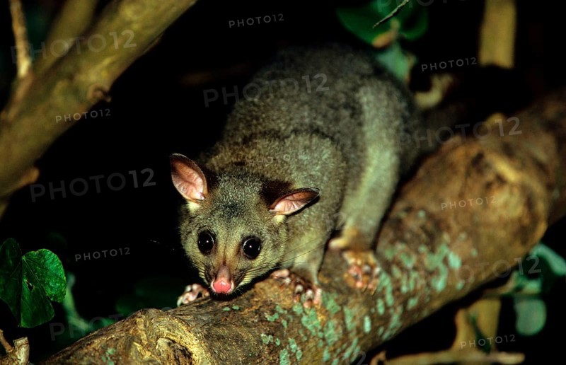 Common common brushtail possum