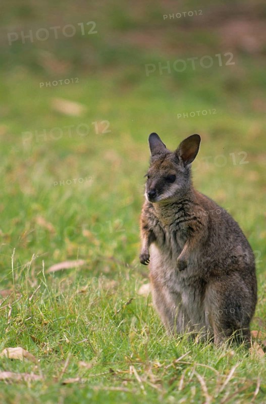 Parma parma wallaby
