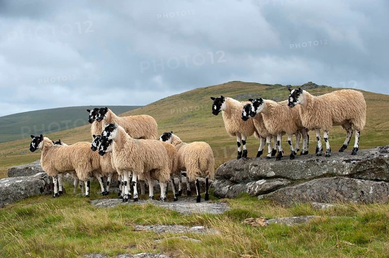 Domestic Sheep