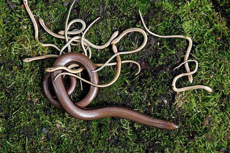 Slow worms