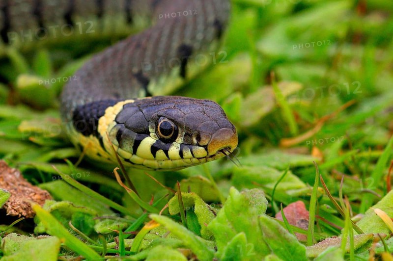 Grass snake