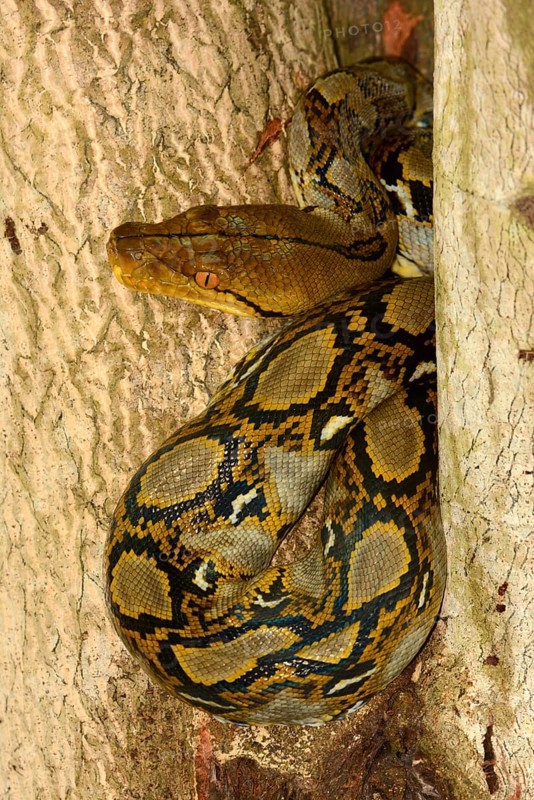 Reticulated Python