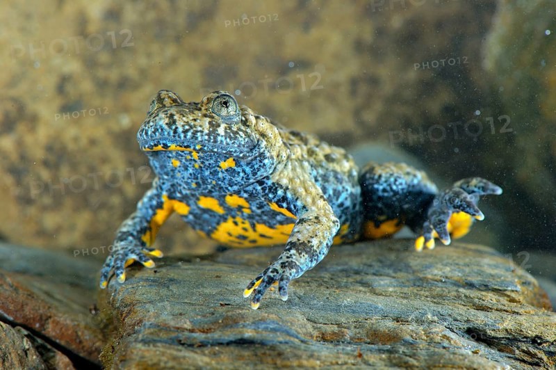 Apennine Yellow-bellied Toad
