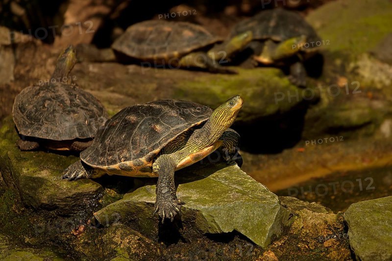 Chinese stripe-necked turtle