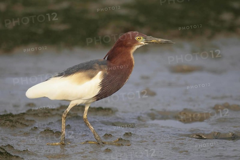 Chinese Pond-heron