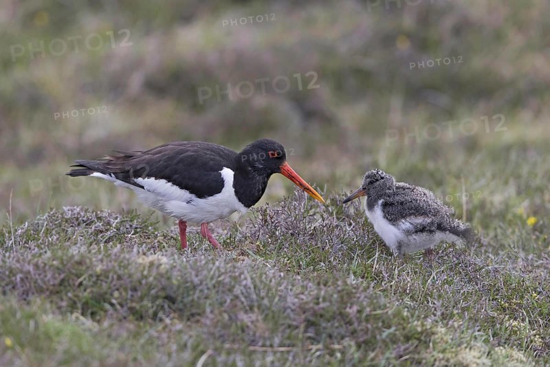 Eurasian Oystercatcher