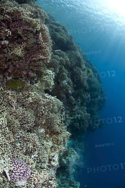 Staghorn Coral