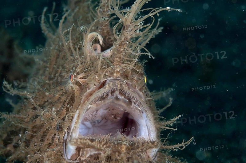 Striated frogfish