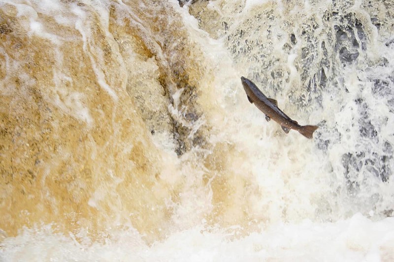 Atlantic salmon